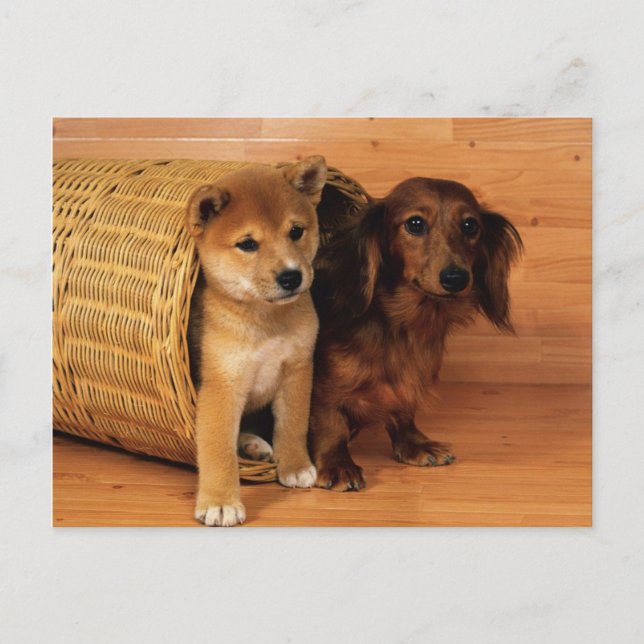 Animals, Cute Puppies Postcard (Front)