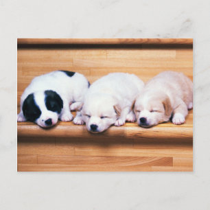 Animals, Cute Puppies Postcard