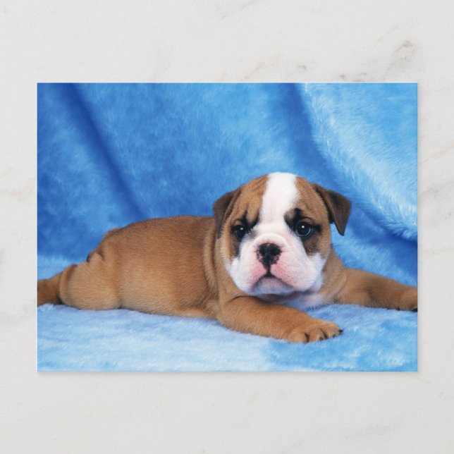 Animals, Cute Puppies Postcard (Front)