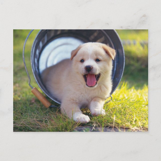 Animals, Cute Puppies Postcard (Front)