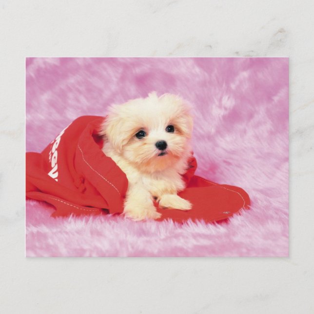 Animals, Cute Puppies Postcard (Front)