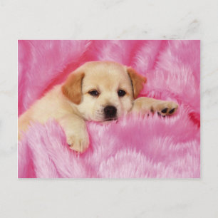 Animals, Cute Puppies Postcard