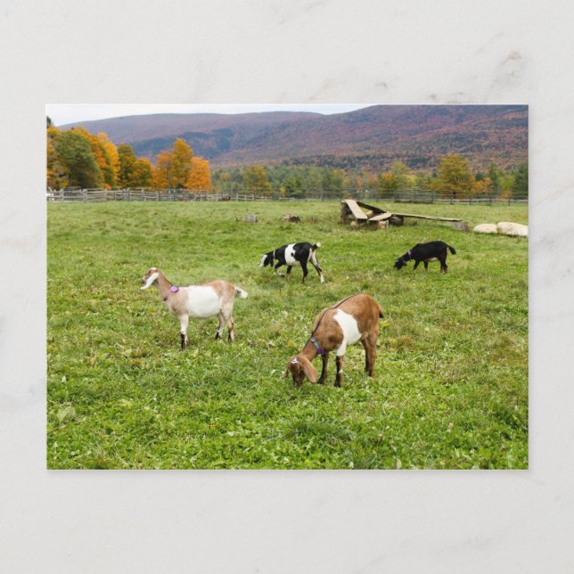 Animals Goats Pasture Vermont Photo Postcard (Front)