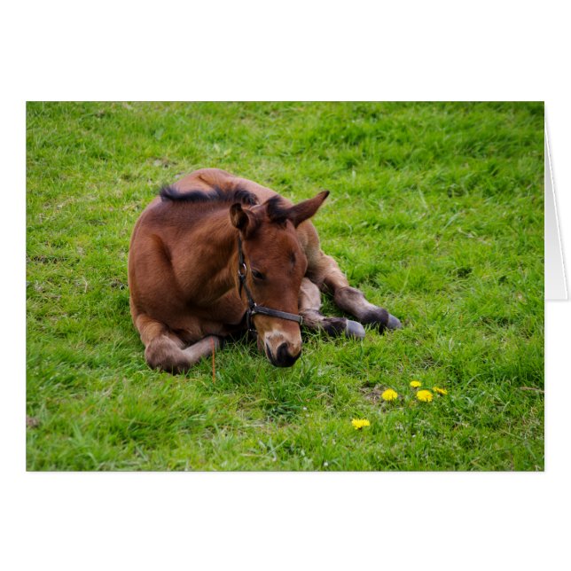 Animals greetings card, blank inside. (Front Horizontal)