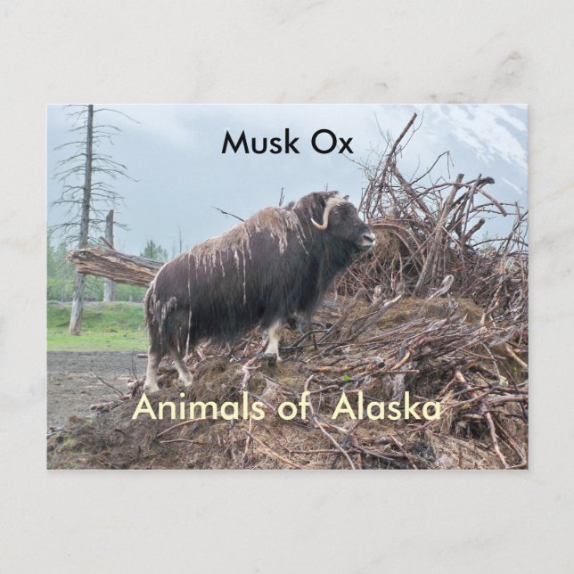 Animals of Alaska-musk ox Postcard (Front)