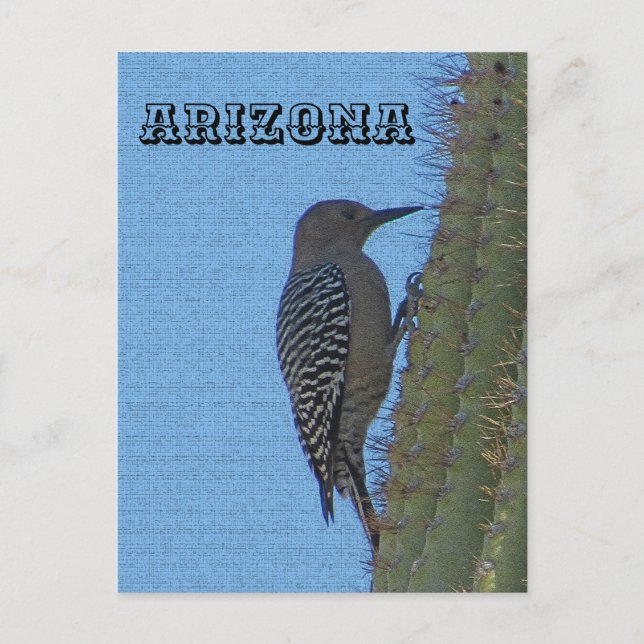 Animals of Arizona Gila Woodpecker on Tall Cactus Postcard (Front)