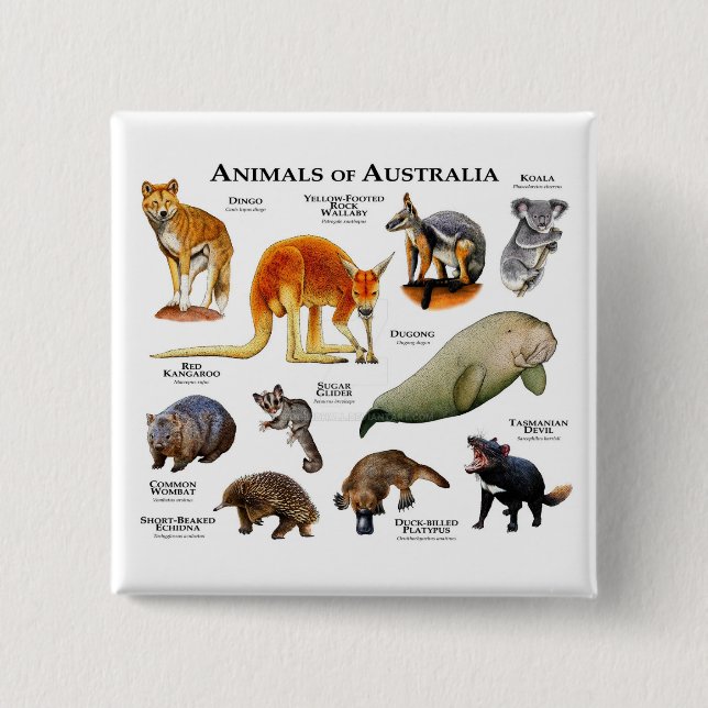 Animals of Australia  2 Inch Square Button (Front)