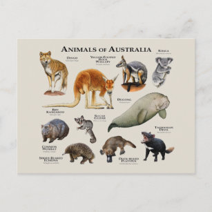 Animals of Australia Postcard