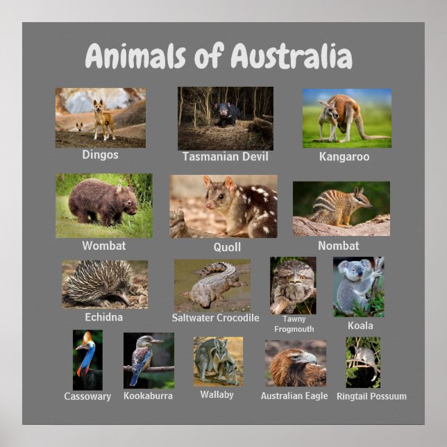 Animals of Australia Poster (Front)