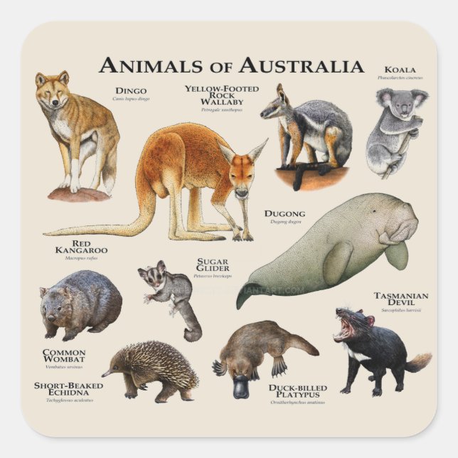 Animals of Australia Square Sticker (Front)