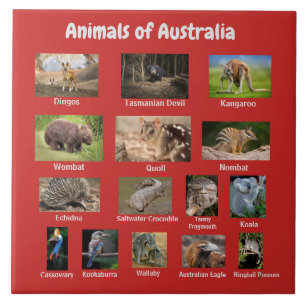Animals of Australia Tile