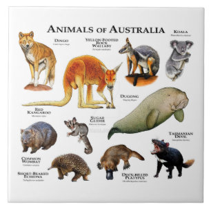 Animals of Australia Tile