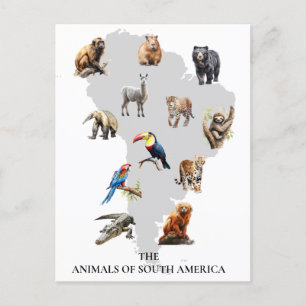 Animals of South America Wildlife Postcard