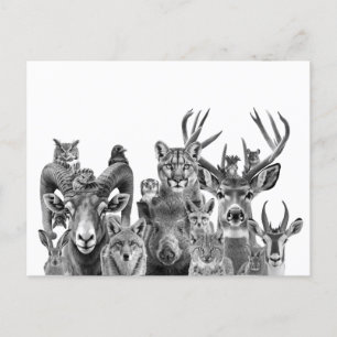 Animals of the Sonoran Desert Southwest Postcard