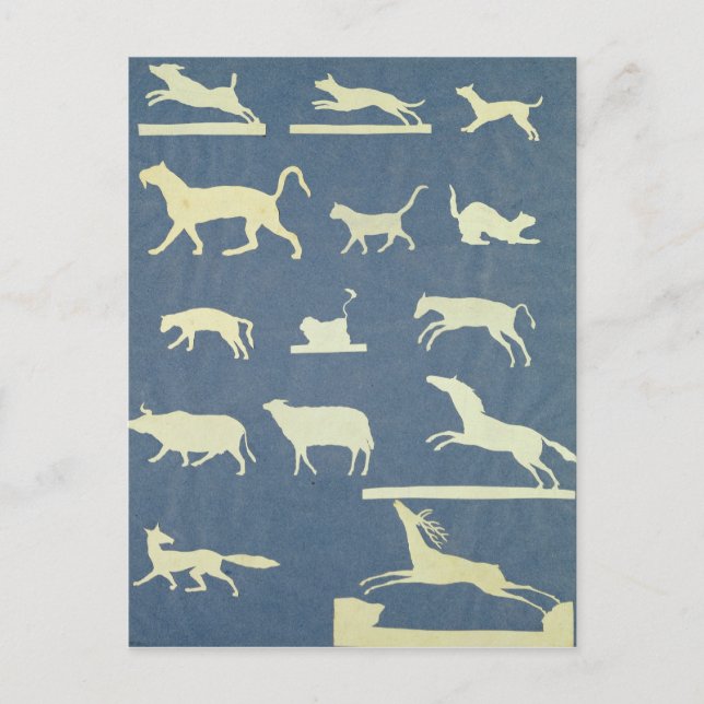 Animals Postcard (Front)