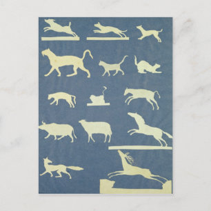 Animals Postcard