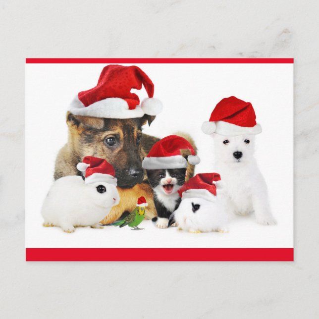 Animals Postcard (Front)