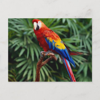 Animals postcards 41