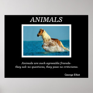 Animals  Posters 31