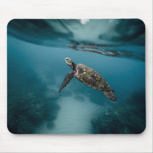Animals, turtles, water mouse pad