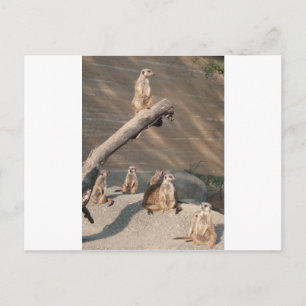 Animals Wild Mammals Meerkat Postcard