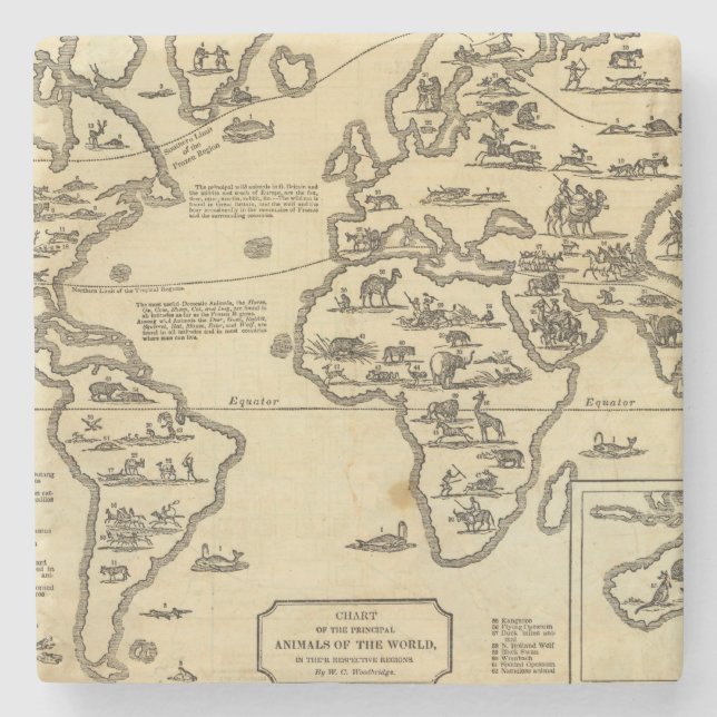 Animals World Stone Coaster (Front)