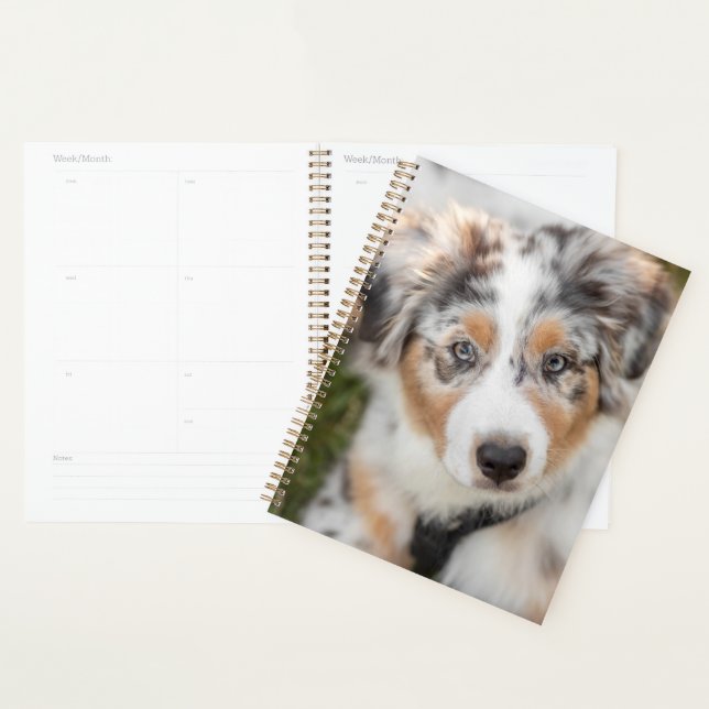 Animaux de bébés cutest | Australian Shepherd Pupp (Devant avec enveloppe)