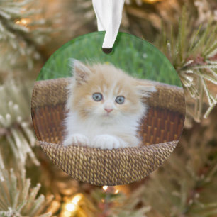 Animaux de bébés cutest   Blue Eyed Kitten