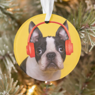 Animaux de bébés cutest   Casques Terrier de Bosto