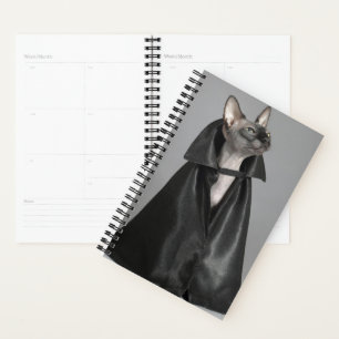Animaux de bébés cutest   Chat sans poil Sphynx
