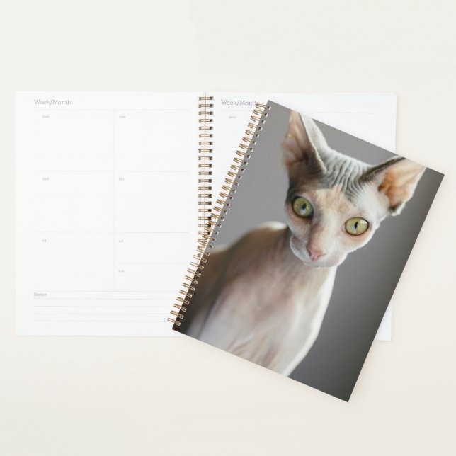Animaux de bébés cutest | Chat Sphinx (Devant avec enveloppe)