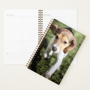 Animaux de bébés cutest Chiot Beagle
