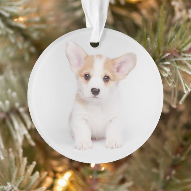 Animaux de bébés cutest | Chiot de Corgi blanc (Arbre)