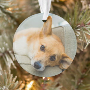 Animaux de bébés cutest   Chiot de Corgi sur canap