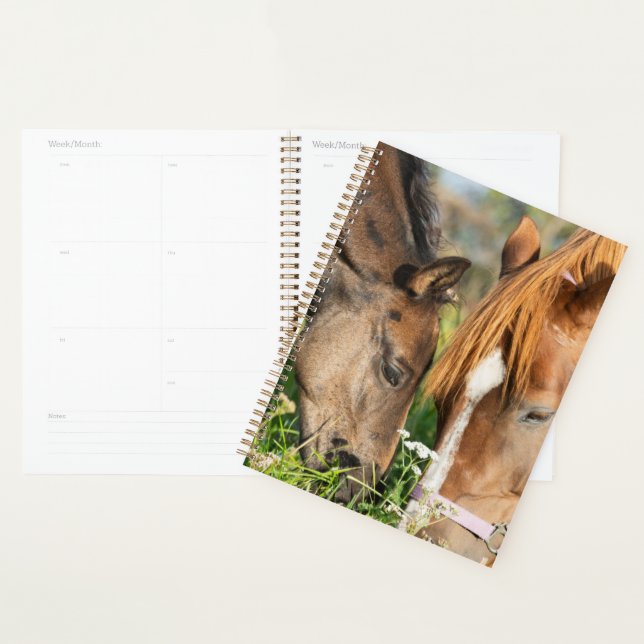 Animaux de bébés cutest | Colt à cheval (Devant avec enveloppe)