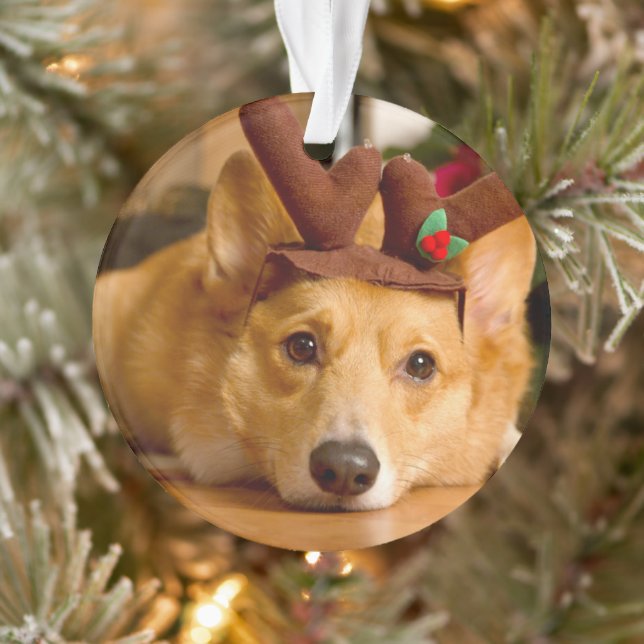 Animaux de bébés cutest | Corgi Christmas Reindeer (Arbre)