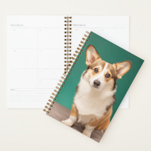 Animaux de bébés cutest   Corgi sur Turquoise