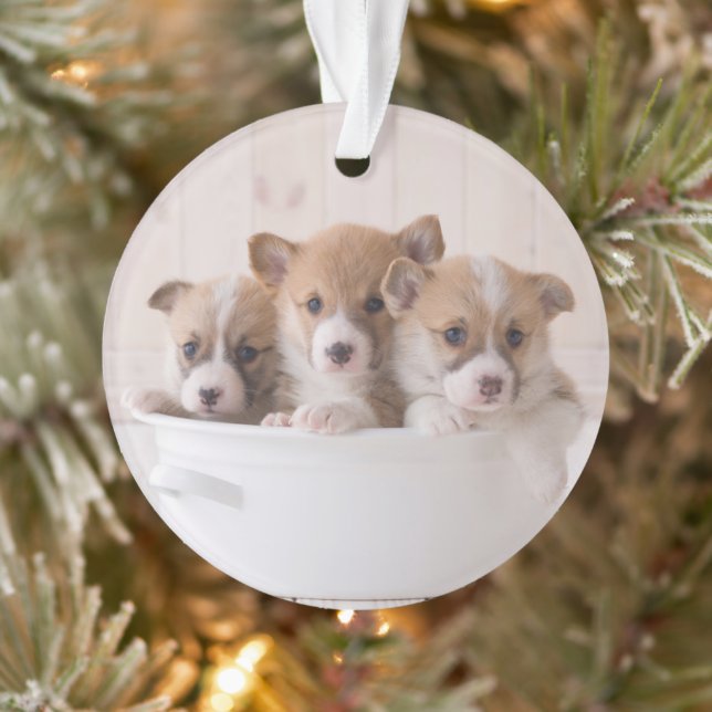 Animaux de bébés cutest | Cute Corgi Chipies dans  (Arbre)