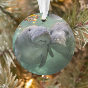 Animaux de bébés cutest   Deux Manatees