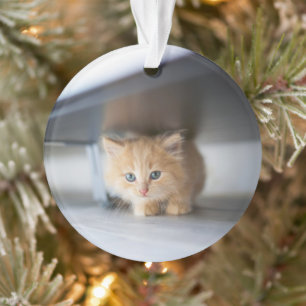 Animaux de bébés cutest   Fluffy Orange Kitten