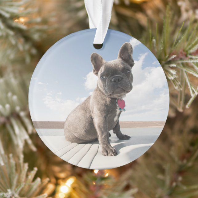 Animaux de bébés cutest | French Bulldog Booking (Arbre)