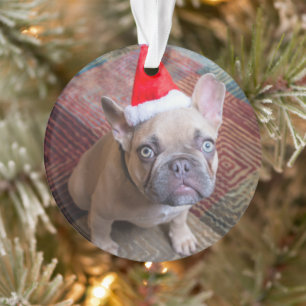Animaux de bébés cutest   French Bulldog Christmas