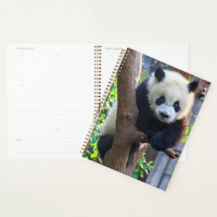 Animaux de bébés cutest Géant Panda Cub