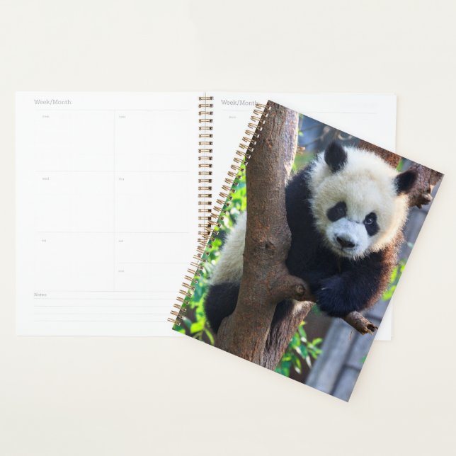 Animaux de bébés cutest | Géant Panda Cub (Devant avec enveloppe)