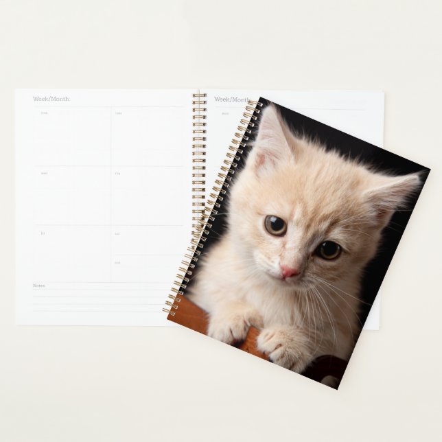 Animaux de bébés cutest | Ginger Kitten (Devant avec enveloppe)