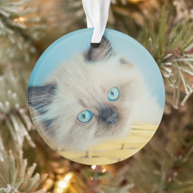 Animaux de bébés cutest | Himalaya Seal Point Cat (Arbre)