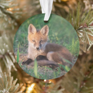 Animaux de bébés cutest   Kit Red Fox Relaxant