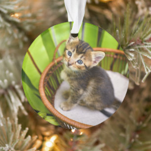 Animaux de bébés cutest Kitten dans le panier