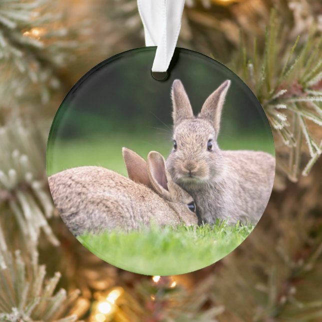 Animaux de bébés cutest | Lapins de lapin sauvage (Arbre)
