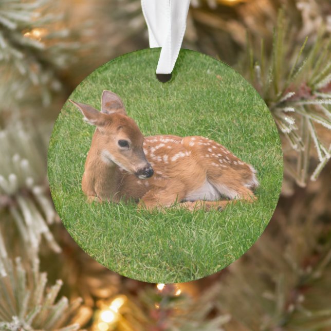 Animaux de bébés cutest | Little Fawn (Arbre)